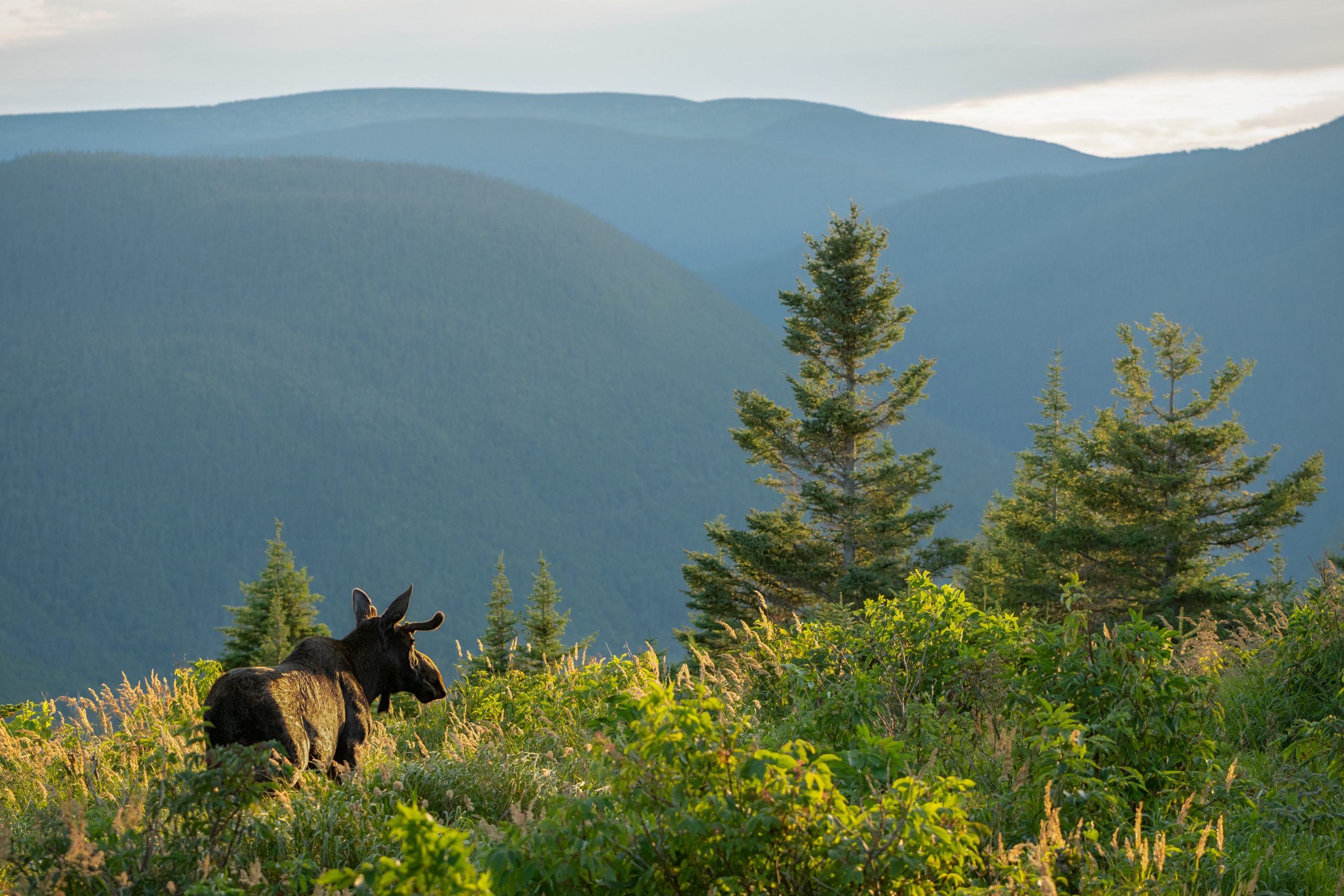 Moose observation in QM Chic Chocs Photo Credit EricDeschamps Quebec Martime scaled