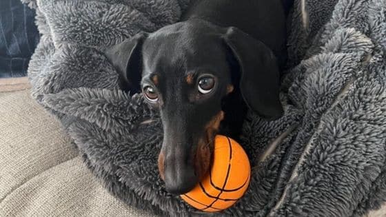 Pet-friendly Hotels in Each State of the United States 5 Pet-Friendly hotels in the US - a dachsund holding a toy basketball