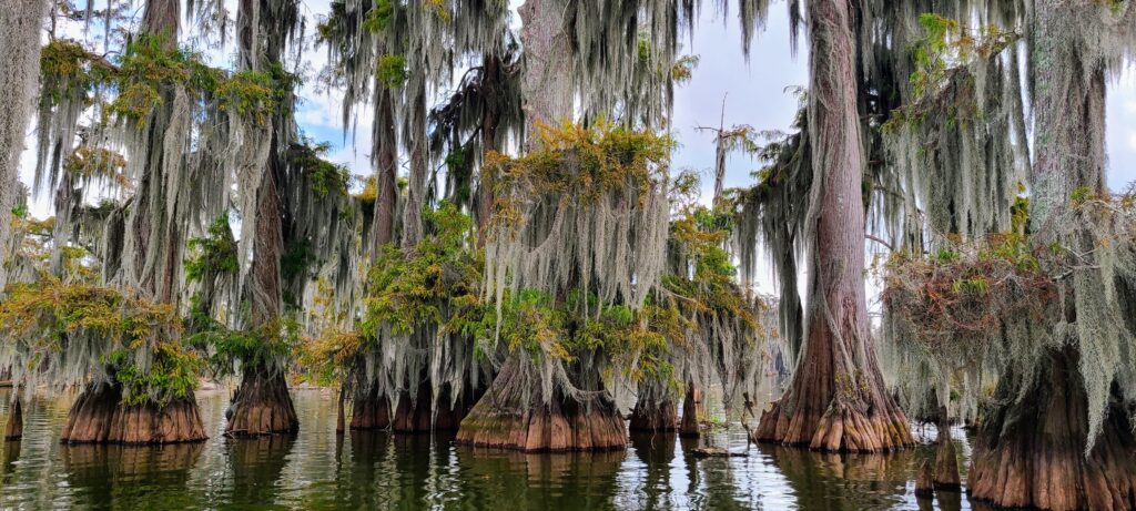 Cajun Country Swamp Tours Lake Martin Louisiana @DownshiftingPRO
