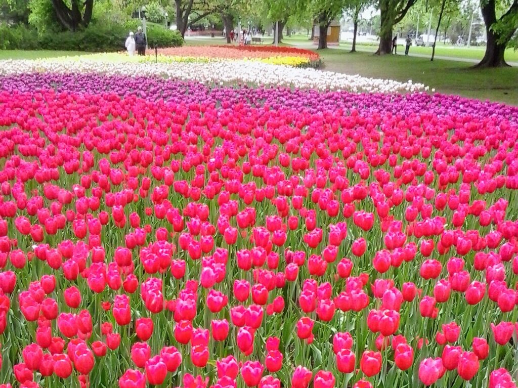 Tip toeing through the Canadian Tulip Festival in Ottawa in 2023