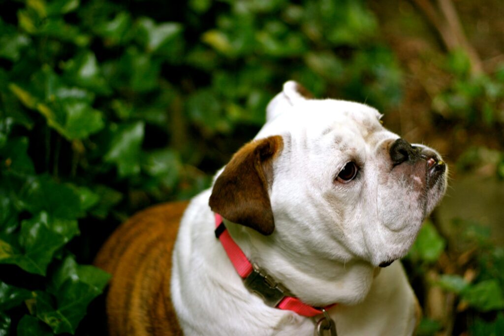 Pet-friendly Hotels in Each State of the United States 4 Pet-Friendly hotels in the US - With Rocco - Pet friendly accommodations
