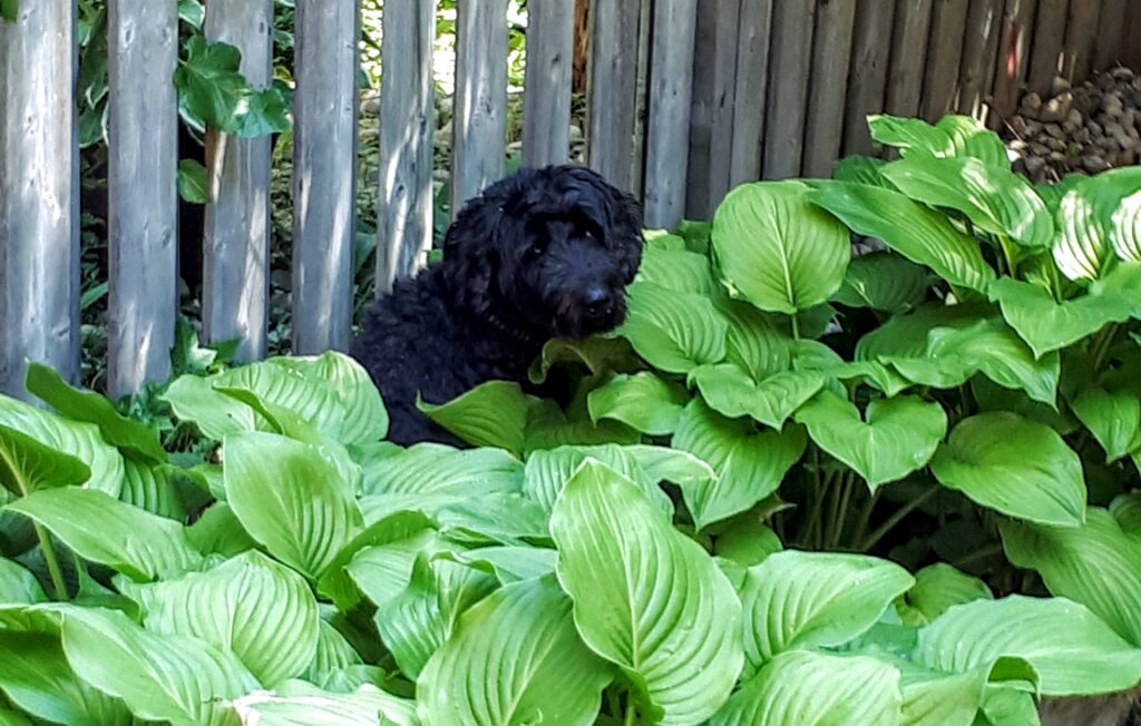 Pet-friendly Hotels in Each State of the United States 2 Lola the wonderdog in a patch of hostas - Downshifting pro