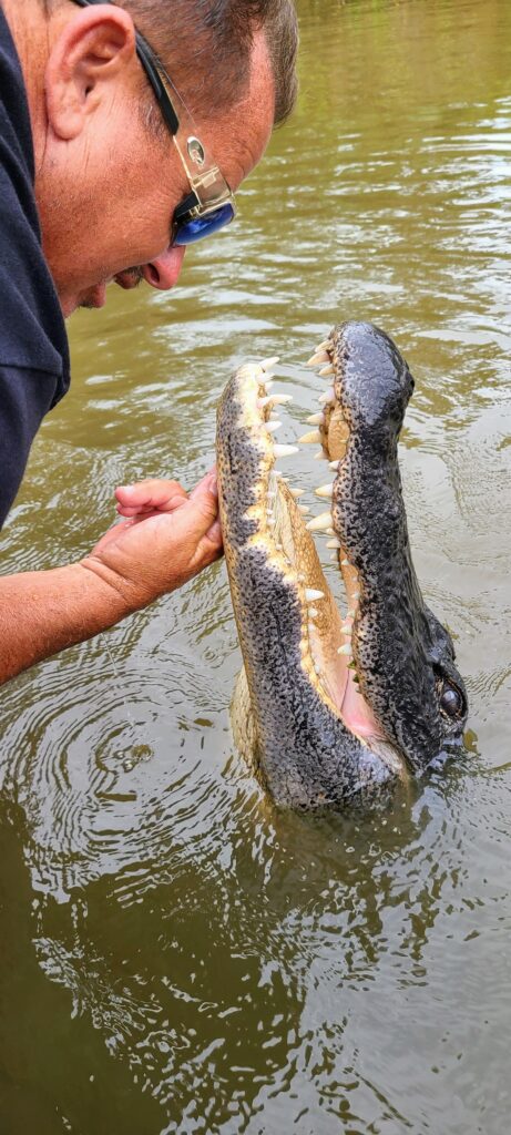 Do something that Scares you on the US Gulf Coast 4 Swamp Tour with Graylines departing from New Orleans