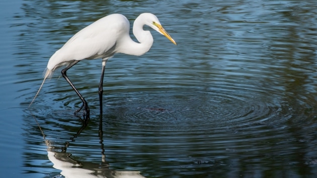 Rainbow Springs State Park Egret Photo Credit Canva Pro