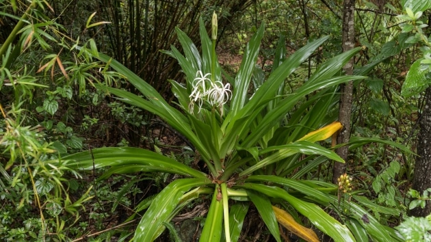 Rainbow Springs State Park Photo Credit Baluzek from Canva Pro