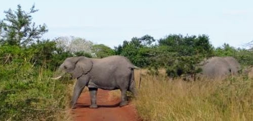 8 Best African Safari Experiences for Your Bucket List 2 8 Best African Safari Experiences for Your Bucket List - Elephants stampeding in Phinda Private Game Reserve.
