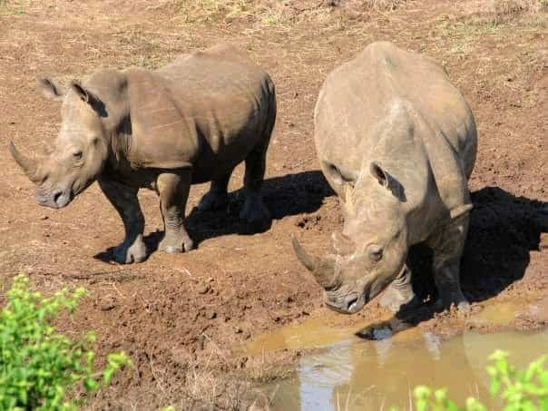 8 Best African Safari Experiences for Your Bucket List 3 Rhinos at Phinda Private Game Reserve - Photo Credit: Margarita Ibbott @DownshiftingPRO - African Safari