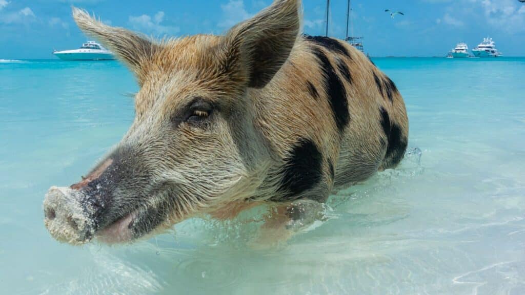 things to do in the Bahamas Photo Credit emotionpicture from Canva Pro