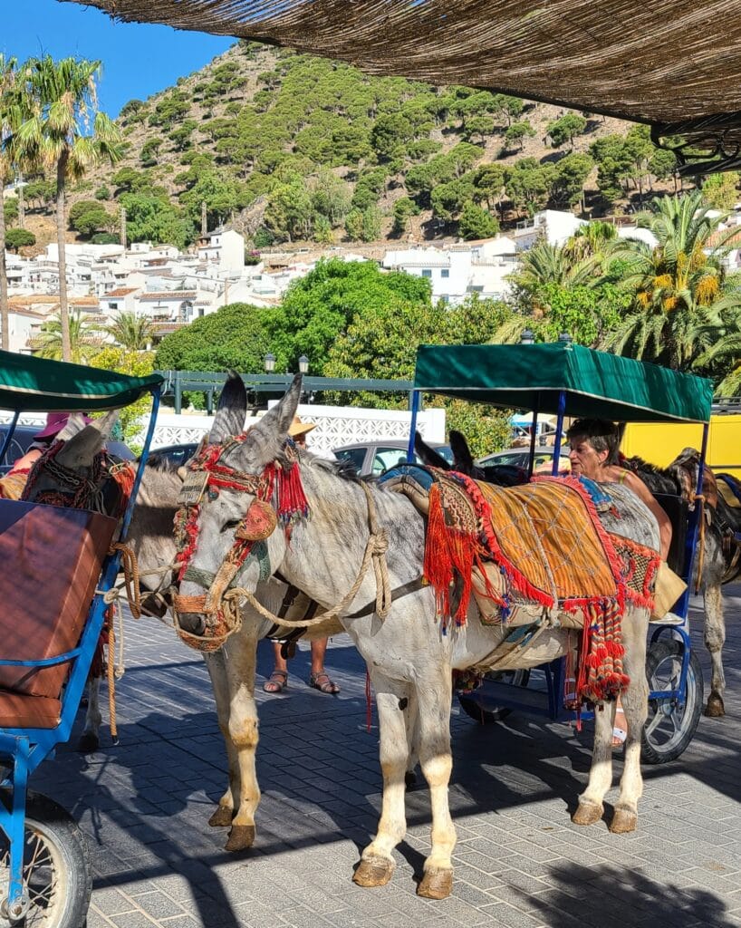 Quaint Pueblos Blancos in Southern Spain - Visiting Mijas 5 The Donkeys are a tourist attraction but have historical signifigance in Spanish commerce. Visiting Mijas, Spain