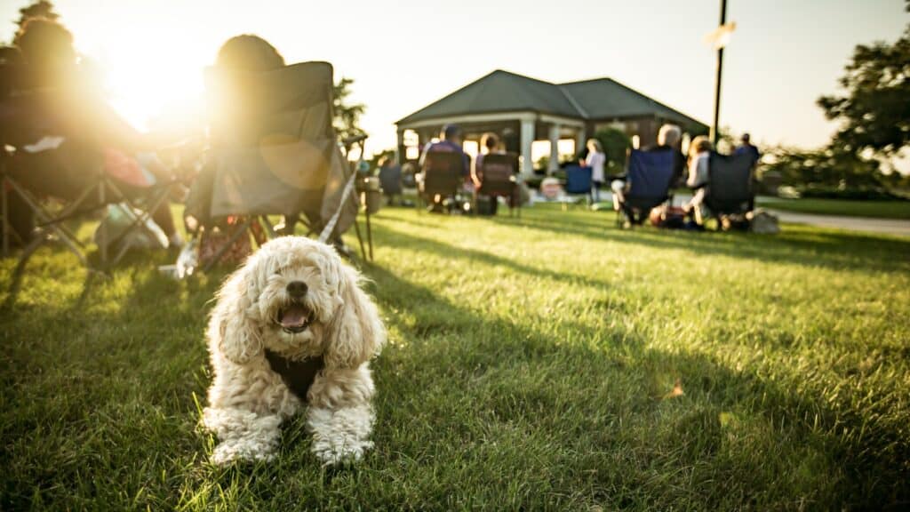Small dog on the lawn at Harry's Place event Riverside Park in Beloit WI - Photo Credit: Visit Beloit