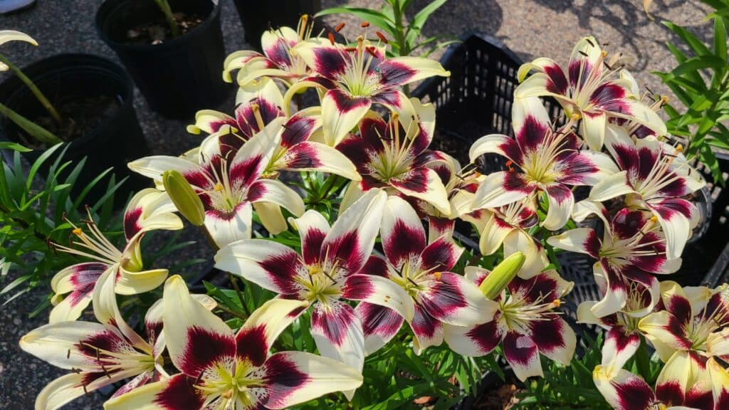 Saturday Farmers Market in Beloit Credit DownshiftingPRO