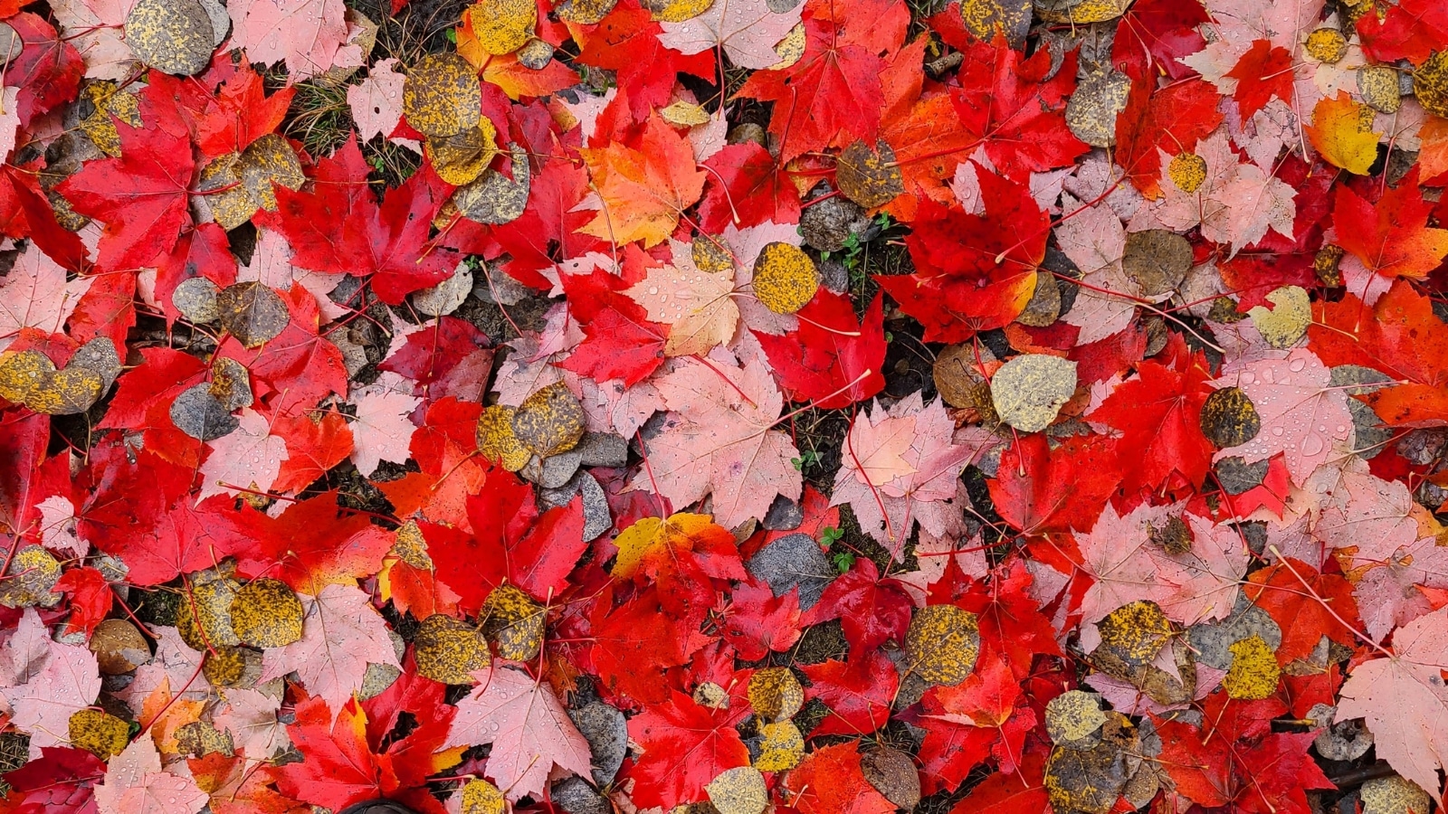 Fall leaves Photo Credit DownshiftingPRO