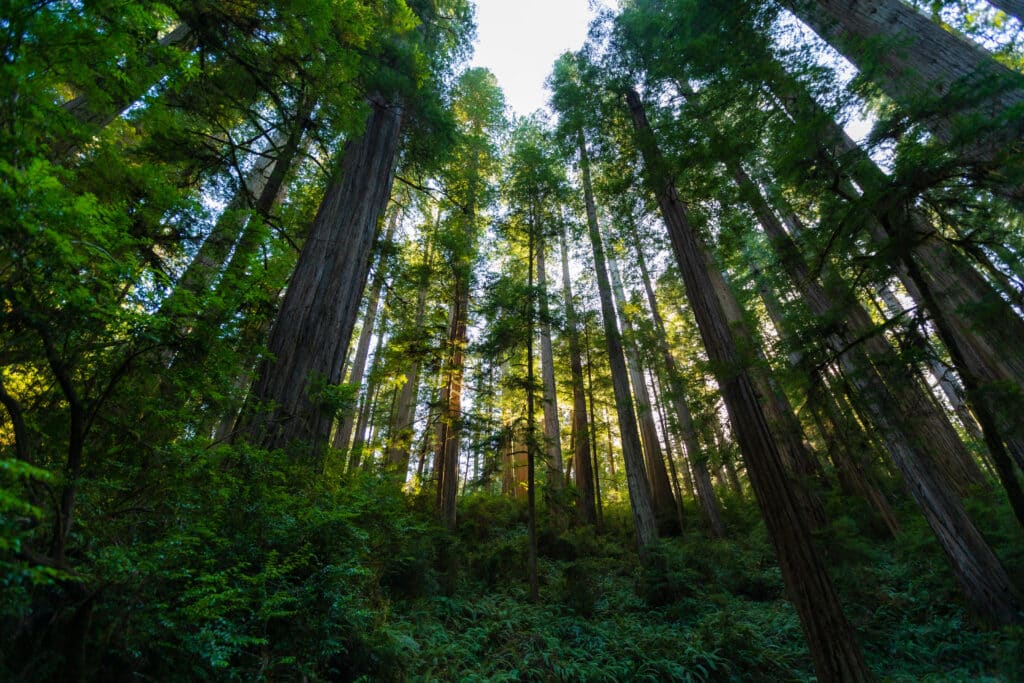 Redwoods Alec SillsTrausch