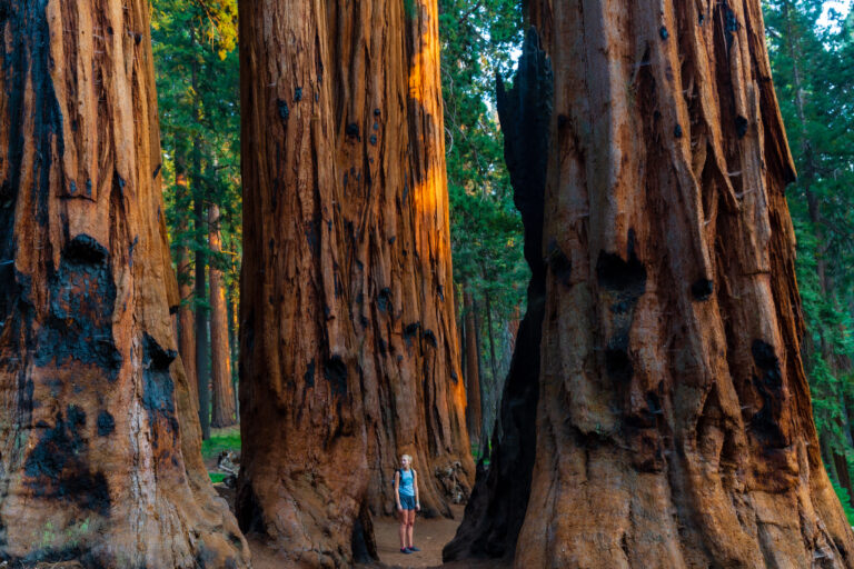 Sequoia Alec SillsTrausch