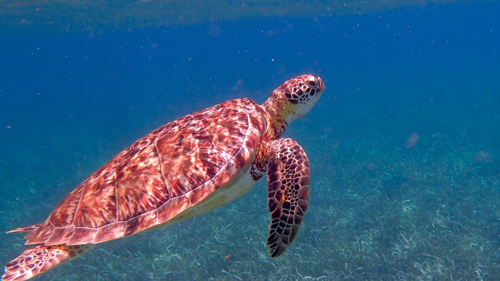 Belize Photo Credit Taylor Klekamp CanvaPro