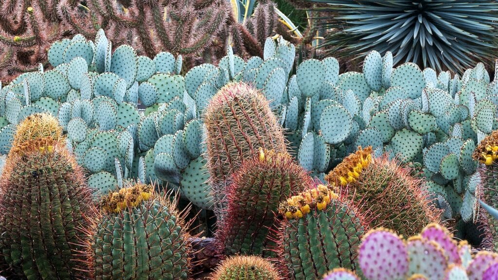 Free or Almost Free Things to do in Phoenix Arizona 5 Botanical Gardens detail Photo Credit Visit Phoenix 2
