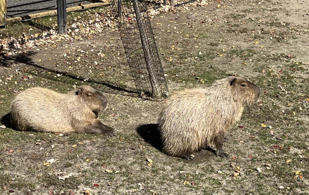 Capybara at Cape May County Zoo Photo Credit DownshiftingPRO
