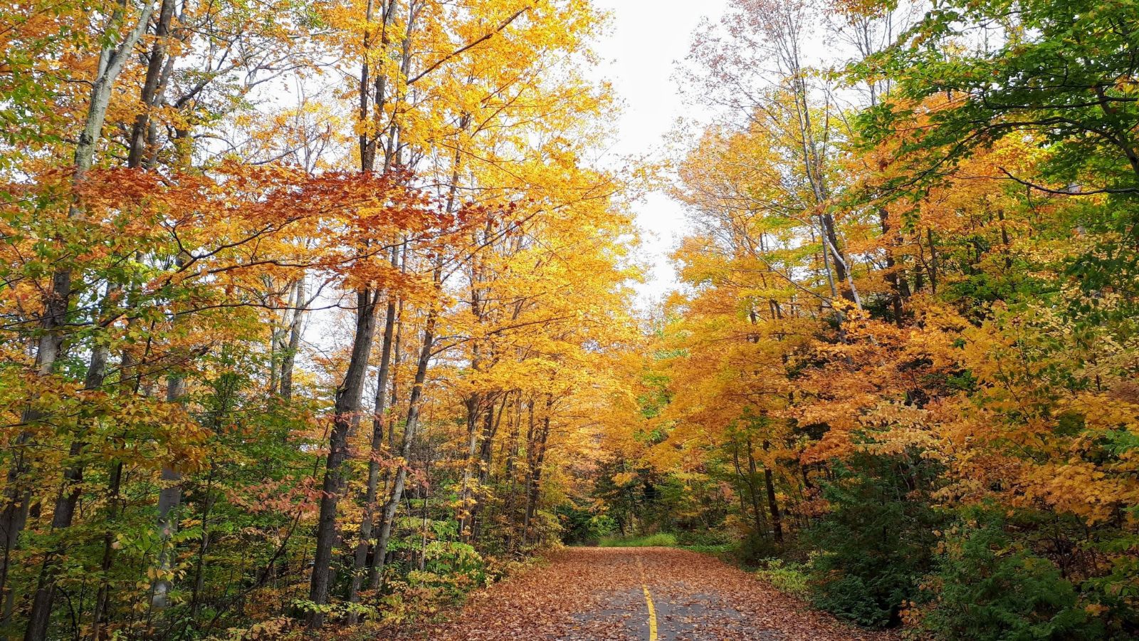 Fall Foiliage Ontario Photo Credit DownshiftingPRO