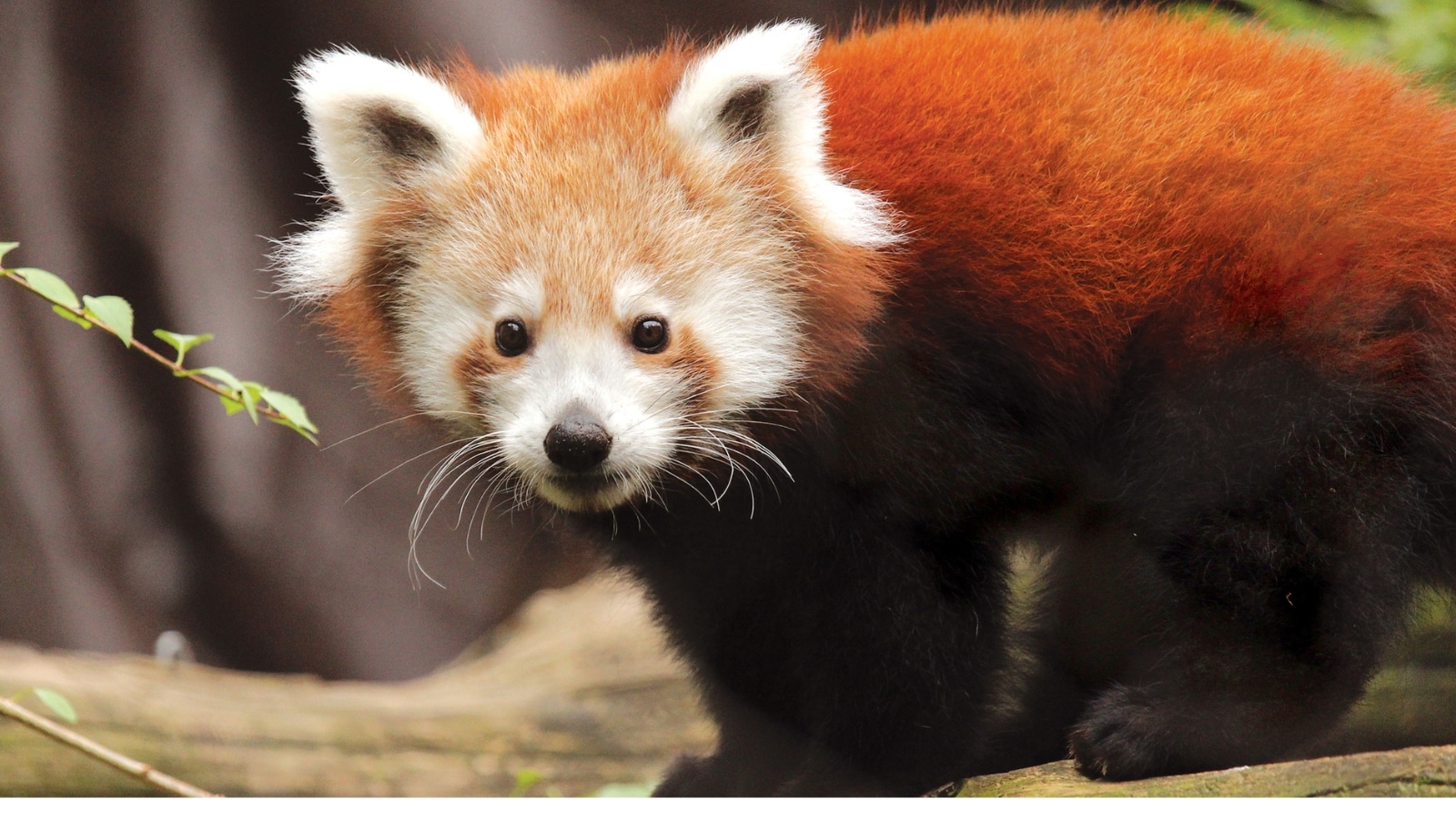 Red Panda Photo Credit Philadelphia Zoo