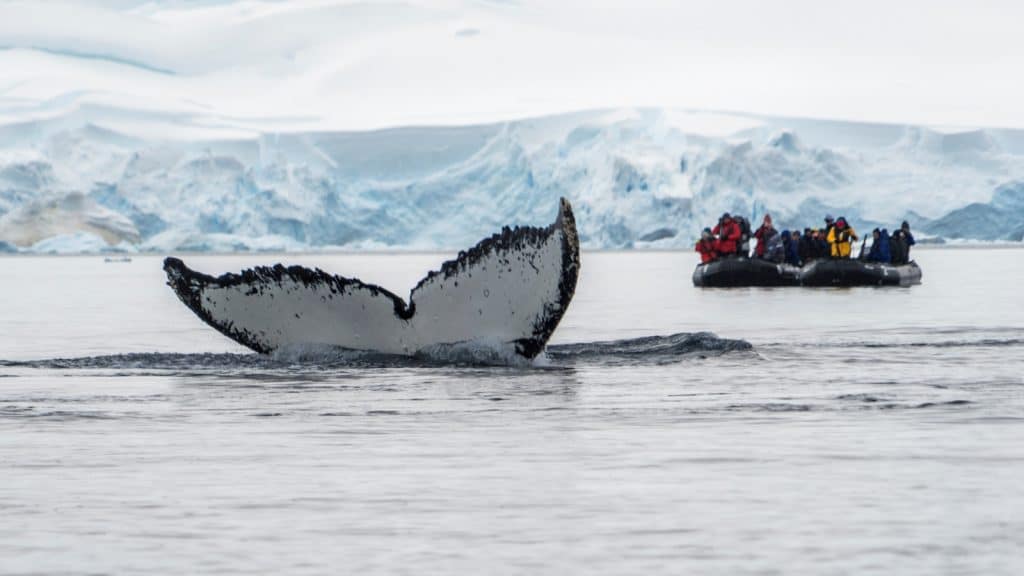 Age-Defying Escapes: 16 Thrilling Adventures for Mature Travelers 4 Antarctica whale watching Photo Credit Anna Zlotnicki Adventure Life