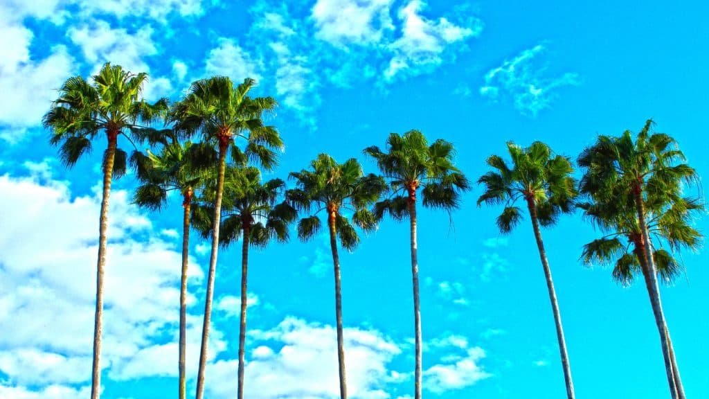 Palm Trees Credit 2276303 CanvaPro