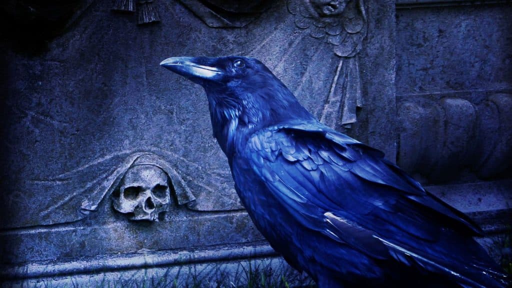 Raven Photo Credit OneGo CanvaPro