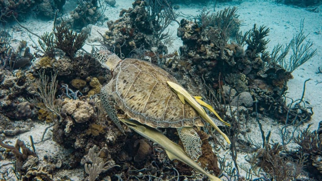 Scuba Diving Photo Credit Coleman Concierge