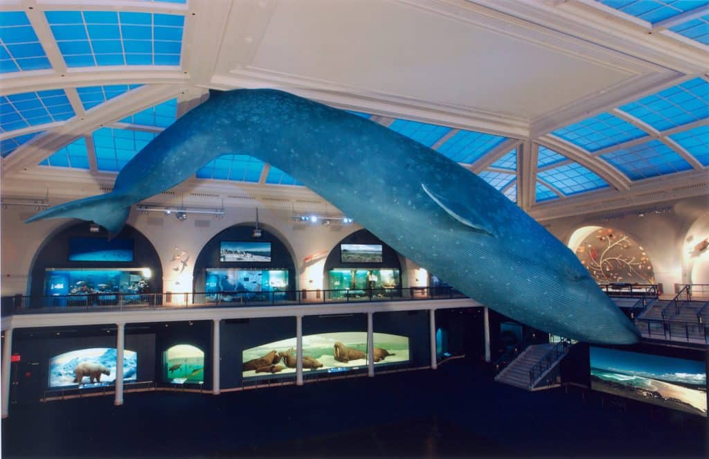 17 of the Best Museums in New York City 9 American Museum of Natural History Blue Whale model in the Hall of Ocean Life Photo Credit ©AMNH D. Finnin