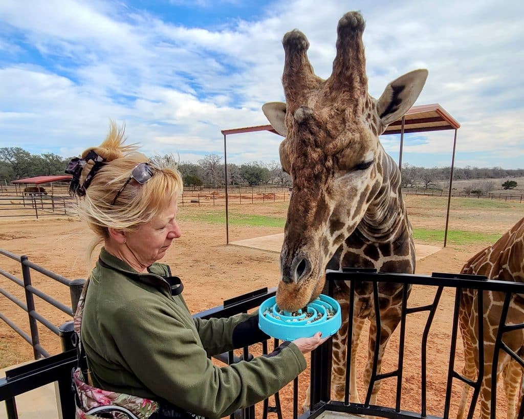 A Complete Guide to Charming Fredericksburg, TX - Texas Hill Country at its Best! 7 Feeding Giraffes at Longneck Lodge Fredericksburg Texas Photo Credit DownshiftingPRO 2