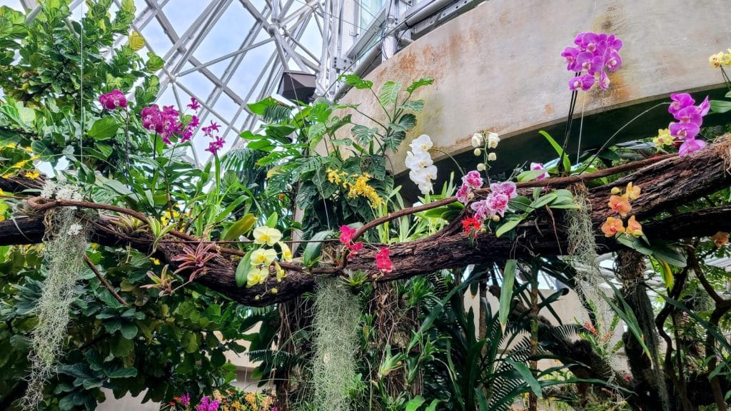 Orchids at the San Antonio Botanical Gardens Photo credit DownshiftingPRO 1