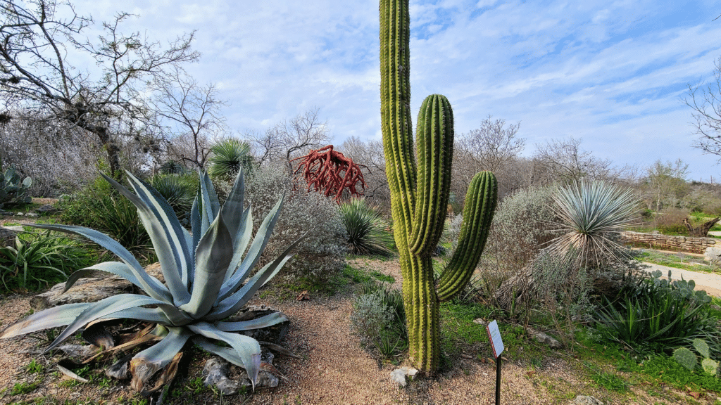 Traveling to Texas in 2025: San Antonio Festivals and Events 5 San Antonio Botanical Garden Photo Credit DownshiftingPRO 2 20240325 084155 0005