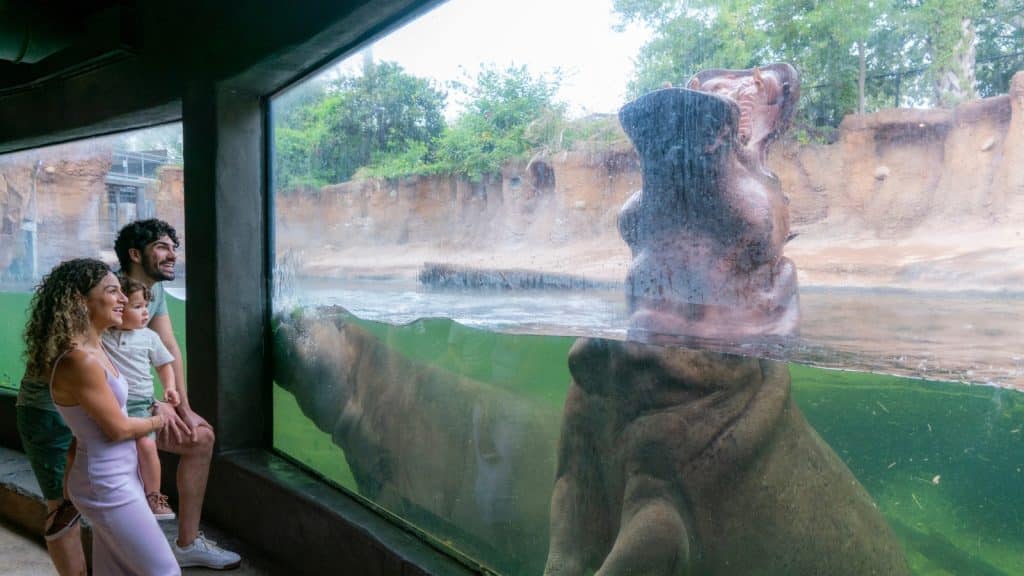 San Antonio Zoo — Family viewing hippos in the Africa Live section of the zoo Photo credit San Antonio Zoo