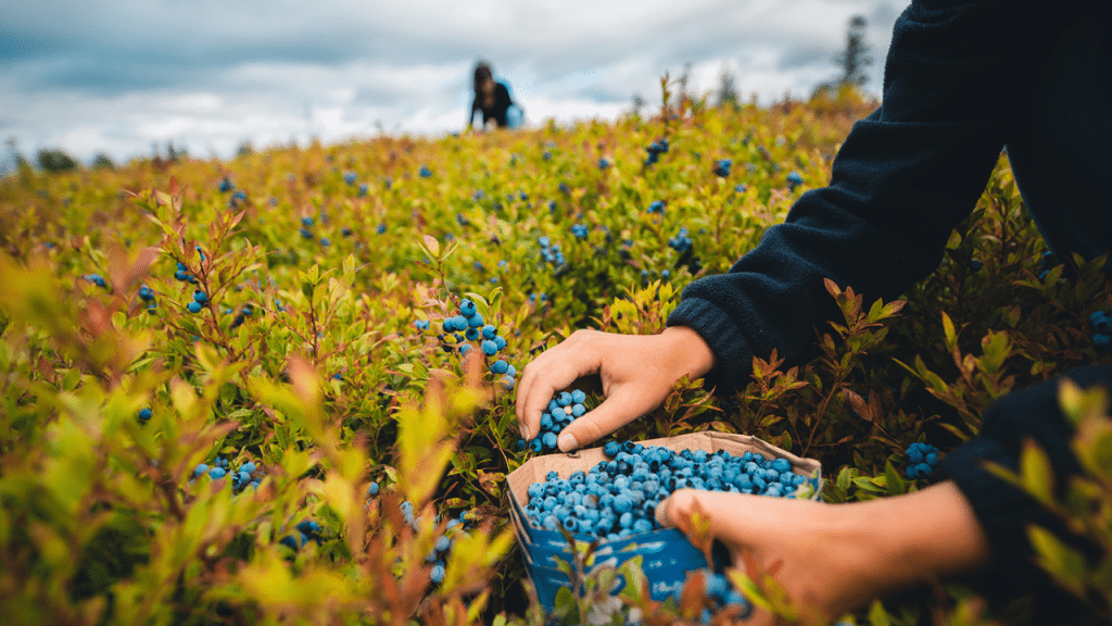 Blueberry Trail Photo Credit Bleuets c Michael Beauchemin Canopee 20240418 113833 0007
