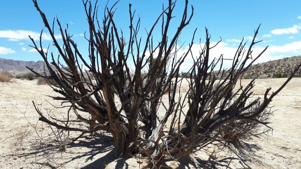 Top Instagram Spots in the USA 12 Mojave Desert Photo Credit DownshiftingPRO