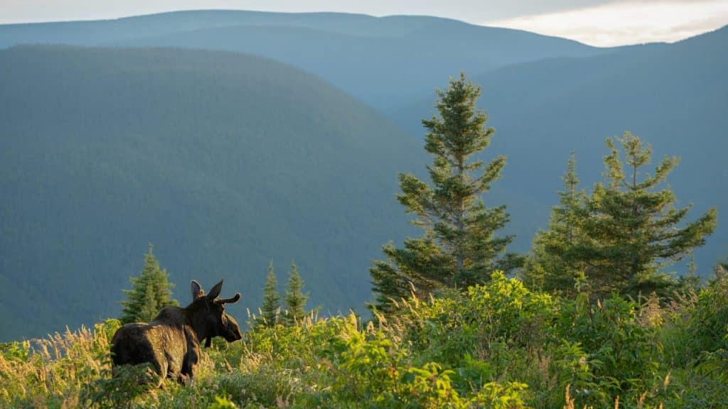 Moose observation Chic Chocs Photo Credit Eric Deschamps Quebec Martime