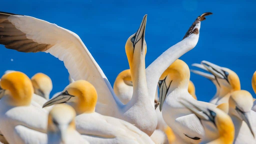 Northern gannets Quebec By the Sea Photo credit Mathieu Dupuis Tourisme Gaspesie