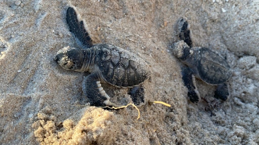 15 Thrilling Activities on Florida's Space Coast 9 Photo Credit Meagan Happel via 20240419 071657 0008