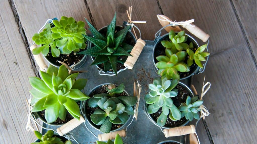 Getting Organized After Winter: 20 Essential Tasks 21 Plants Photo Credit nanka photos via Depositphotos