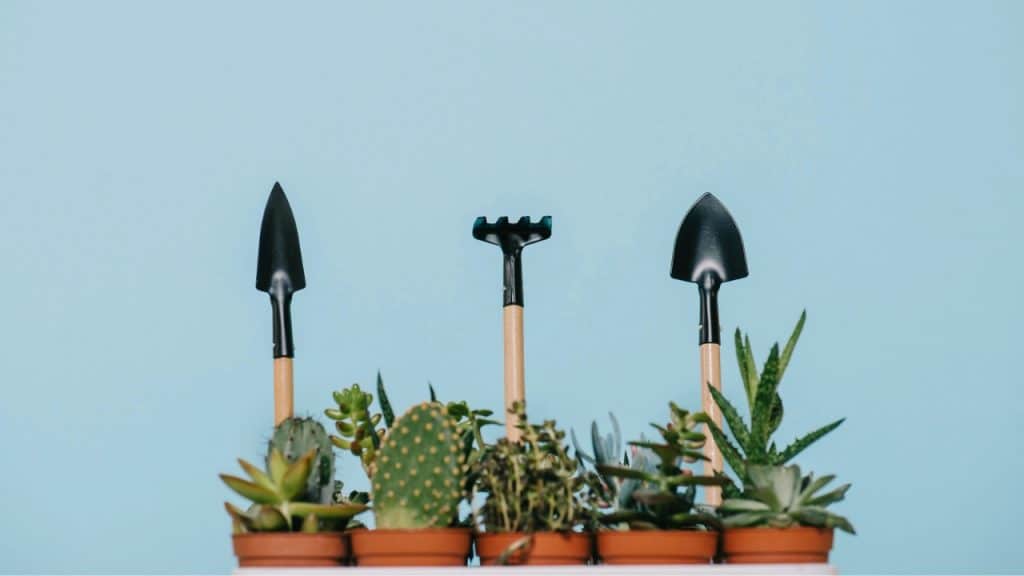 Plants in Pots Photo Credit IgorVetushko via Depositphotos