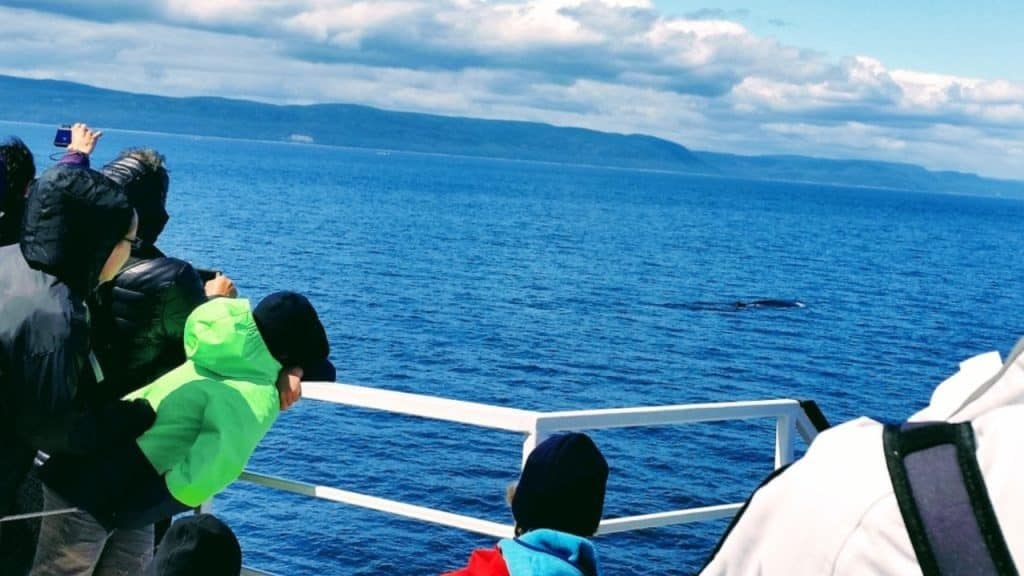 Whale Watching Photo Credit DownshiftingPRO