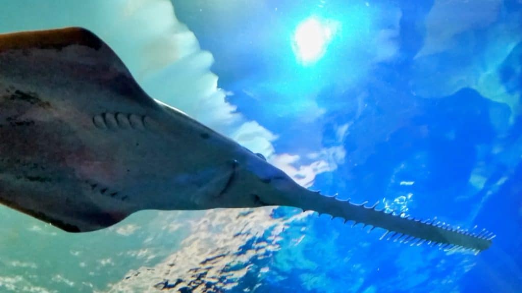 The 45 Best Things to Do in Toronto: Insider’s Guide 13 Shark exhibit Ripleys Aquarium Toronto Photo Credit Margarita Ibbott