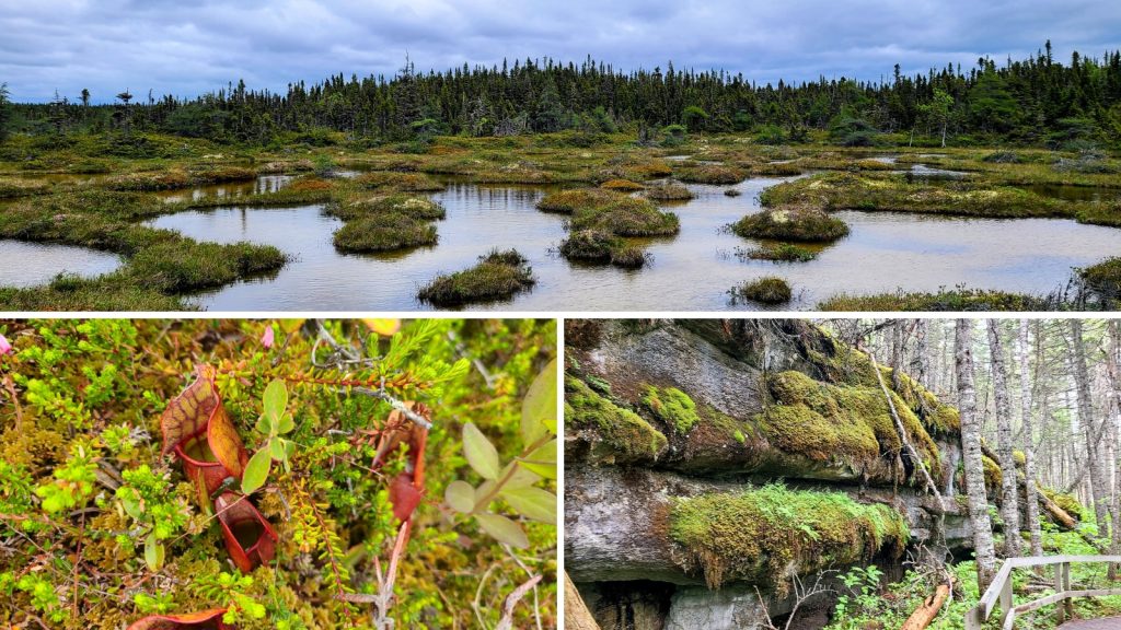 Chasing Waterfalls & Monoliths: 4 Days Along Québec's Côte-Nord 8 Pitcher Plants ile Quarry Mingan Archipelago National Park Reserve Photo Credit Margarita Ibbott