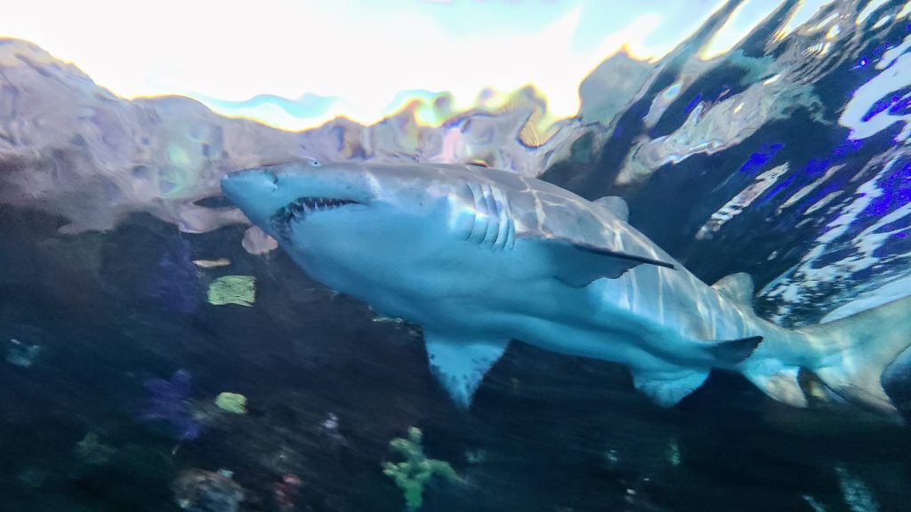 Toronto CityPASS: 5 Outstanding Attractions You Can’t Miss 19 Dangerous Lagoon Ripleys Aquarium Canada CityPASS® – Photo Credit Margarita Ibbott