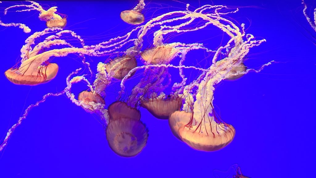 Toronto CityPASS: 5 Outstanding Attractions You Can’t Miss 20 Jelly Fish Ripleys Aquarium Canada CityPASS® – Photo Credit Margarita Ibbott