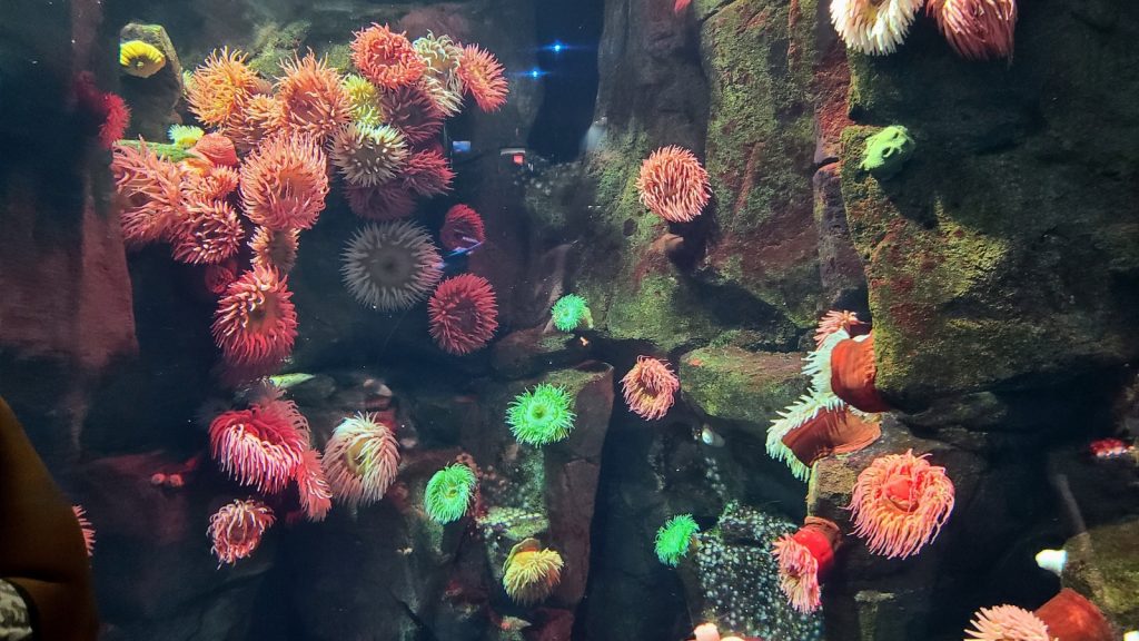Toronto CityPASS: 5 Outstanding Attractions You Can’t Miss 21 Ripleys Aquarium Canada CityPASS® – Photo Credit Margarita Ibbott