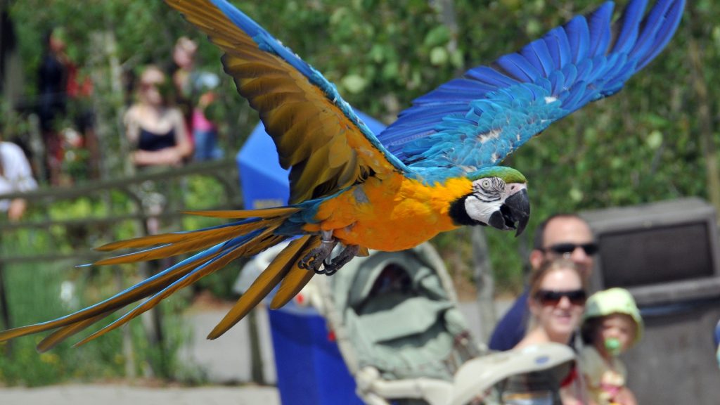Toronto CityPASS: 5 Outstanding Attractions You Can’t Miss 23 Toronto Zoo — Macaw in flight – CityPASS® Photo Credit Toronto Zoo