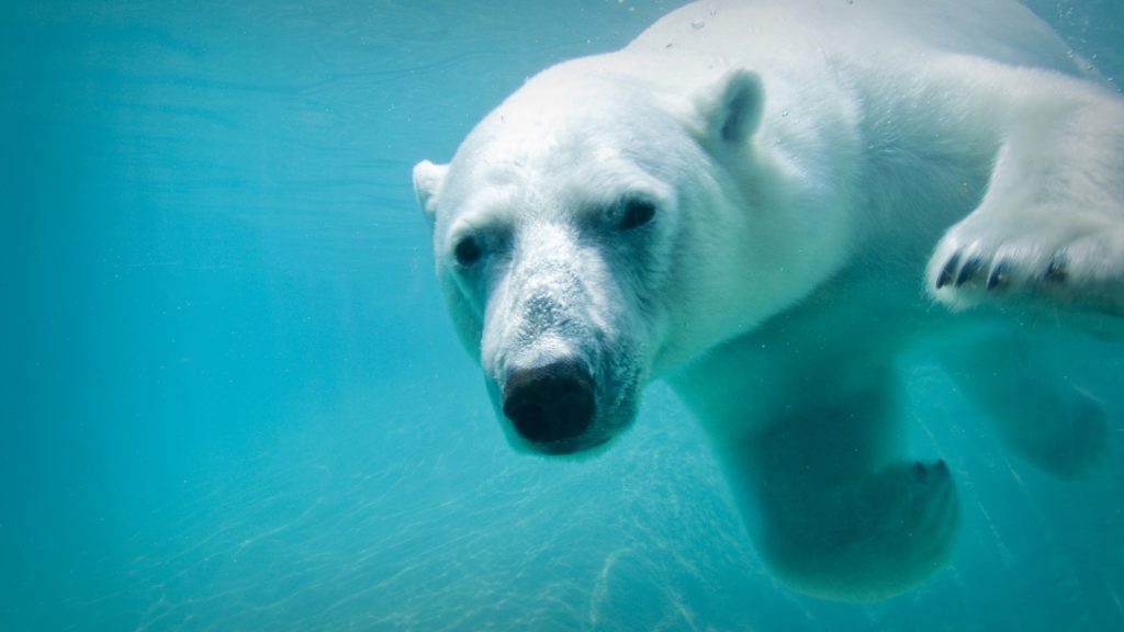 Toronto CityPASS: 5 Outstanding Attractions You Can’t Miss 22 Toronto Zoo — Polar bear – CityPASS® Photo Credit Toronto Zoo