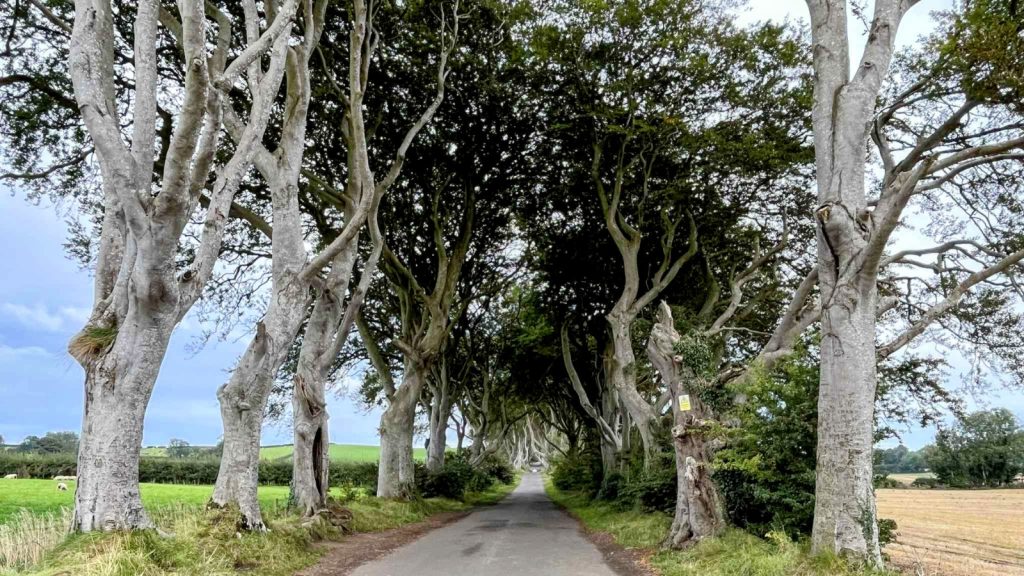 The Dark Hedges Rabbies Northern Ireland Tour Photo Credit Paul Ibbott