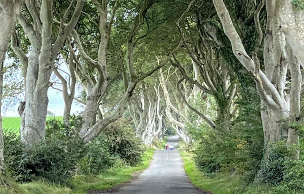 The Dark Hedges Rabbies Northern Ireland Tour Photo Credit Paul Ibbott