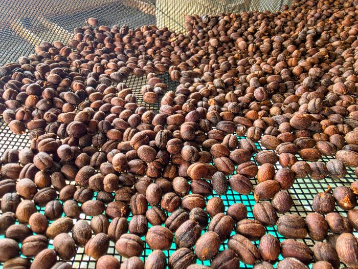 A Taste of Pereira, Colombia: Exotic Fruits, Coffee Rituals, Chocolate Discoveries and Rum Evenings 7 Air drying before roasting Don Manolo Coffee Photo Credit Margarita Ibbott